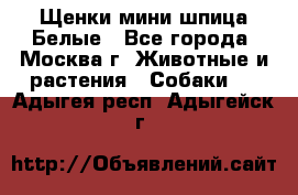 Щенки мини шпица Белые - Все города, Москва г. Животные и растения » Собаки   . Адыгея респ.,Адыгейск г.